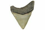 Serrated, Fossil Megalodon Tooth - North Carolina #245773-2